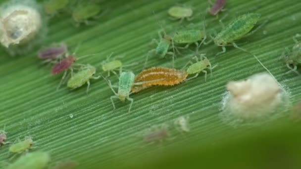 Macro Insecto Áfido Asienta Sobre Hoja Caña Verde Colonia Los — Vídeo de stock