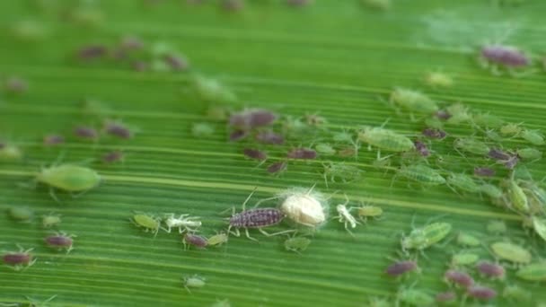 Insect Macro Bladluis Zit Groene Riet Blad Kolonie Bladluizen Behoren — Stockvideo