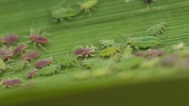 昆虫のマクロ アブラムシが緑のサトウキビの葉の上に座っています 植民地のアブラムシは 栽培植物に最も破壊的な害虫 — ストック動画
