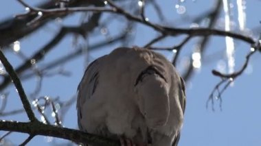 Bir arka plan üzerinde kötü havada buz gibi ağaç dalı buz ağaçların üzerinde kuş oturur güvercin