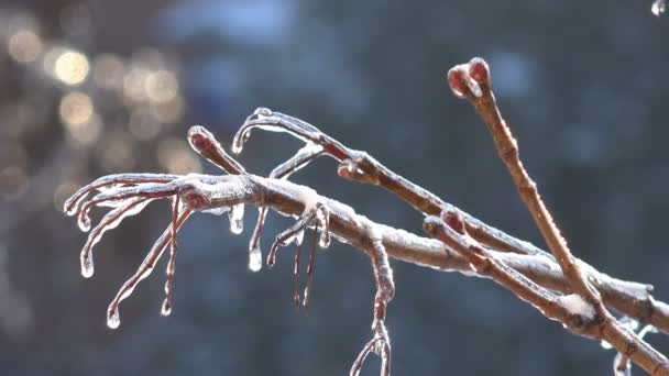 Fantástica Vista Ramas Árboles Cubiertos Hielo Brillante Principios Primavera Invierno — Vídeos de Stock