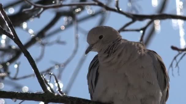Dove Ptak Siedzi Gałęzi Drzewa Lodowych Złych Warunkach Pogodowych Tle — Wideo stockowe
