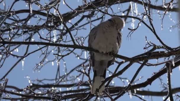 Dove Bird Sits Icy Tree Branch Bad Weather Background Trees — Stock Video