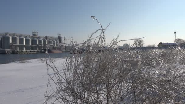 Branches Buisson Recouvertes Glace Sur Fond Rivière Hiver Stockage Grain — Video