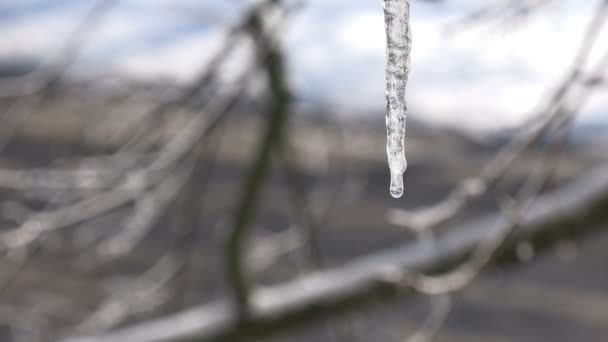 氷に覆われた木の枝の背景に透明なつららを水の流れの滴 — ストック動画