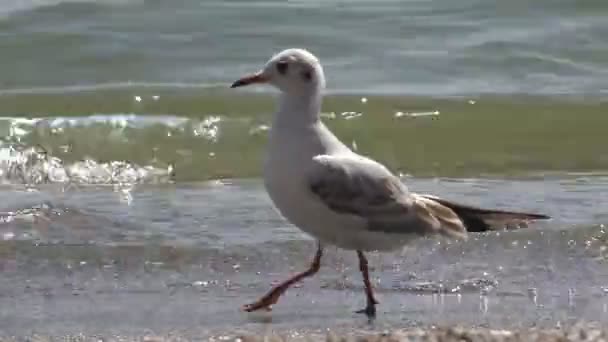 Isolated Gull Bird Walks Importantly Seashore Small Waves Tide Splash — Stock Video
