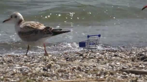 Γλάροι Πουλιά Που Τρέφονται Αμμουδερή Παραλία Μια Μόνιμη Καροτσάκι Σούπερ — Αρχείο Βίντεο