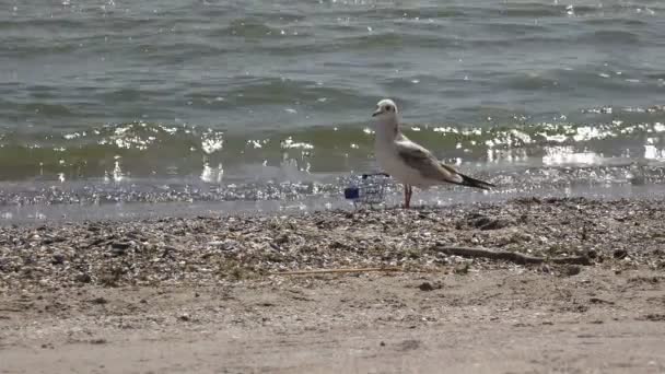 Ptáci Racků Živí Písečné Pláži Supermarketu Vozík Stojící Vlnách Oceánu — Stock video