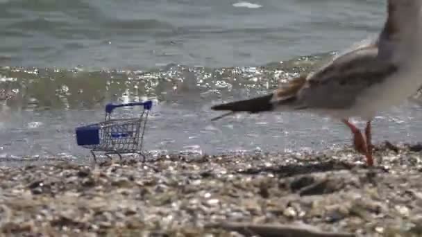 海の波でスーパー マーケットのトロリー立っていると砂浜でフィードの鳥カモメ — ストック動画