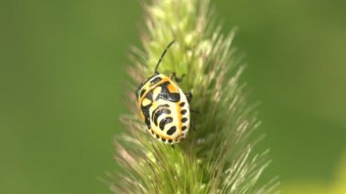 Pentatomidae böceği, kalkan böcek oturup yaprak yeşil, makro, çim yeşil arka planda, orman, alan, Bahçe, Europe