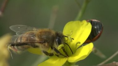 Böcek büyük. Arı oturur ve nektar ile uzun bir gövde, sinek kadar sarı çiçek hangi uğur böceği oturur üzerinde toplar. Saç üzerinde polen. Rüzgar makaralama çiçek yaz bahçesinde