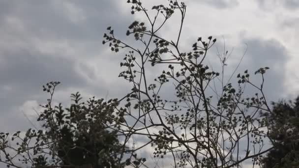 Польова Трава Квітами Стеблами Насінням Пливе Блакитне Небо — стокове відео