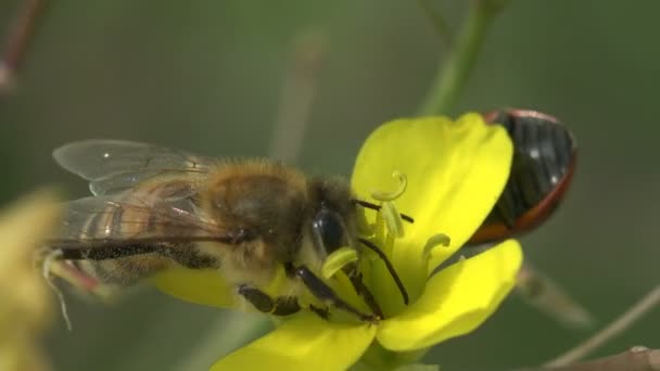 昆虫大 蜜蜂坐在那里 用一根长长的树干收集花蜜 从瓢虫所在的黄色花朵上飞起来 花花花粉在毛 夏天花园中的风卷花 — 图库视频影像