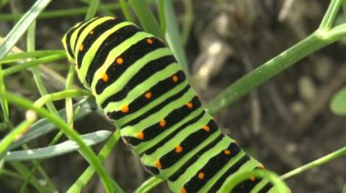 Böcek 4k yakın çekim. Papilio polyxenes asterius, Doğu siyah swallowtail - tırtıl. Stoll makro