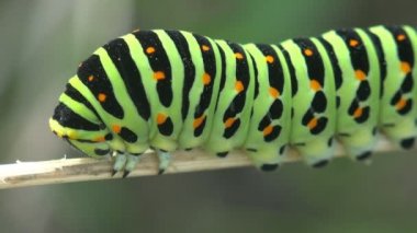 Böcek 4k yakın çekim. Papilio polyxenes asterius, Doğu siyah swallowtail - tırtıl. Stoll makro