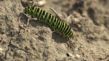 Böcek 4k yakın çekim. Papilio polyxenes asterius, Doğu siyah swallowtail - tırtıl. Stoll makro