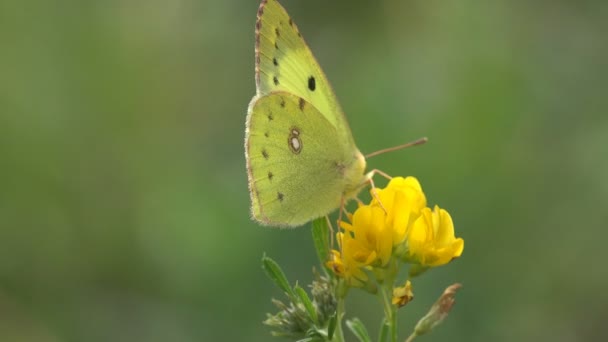 蝶鱗翅目 黄色い花 マクロ 牧草地 昆虫の座っている草緑の背景 中央ヨーロッパ — ストック動画