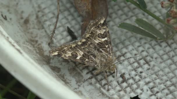 Motten Sind Mit Schmetterlingen Verwandte Insekten Der Ordnung Lepidoptera — Stockvideo