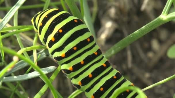 Γκρο Πλαν Έντομο Papilio Polyxenes Asterius Ανατολικό Μαύρο Swallowtail Κάμπια — Αρχείο Βίντεο