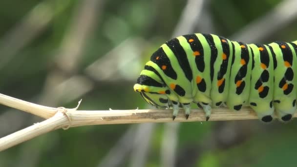 Zbliżenie Owad Papilio Polyxenes Nikomedii Wschodniej Swallowtail Czarny Firmy Caterpillar — Wideo stockowe