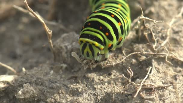 Насекомое Крупным Планом Papilio Polyxenes Asterius Eastern Black Swallowtail Гусеница — стоковое видео