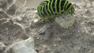 Böcek 4k yakın çekim. Papilio polyxenes asterius, Doğu siyah swallowtail - tırtıl. Stoll makro