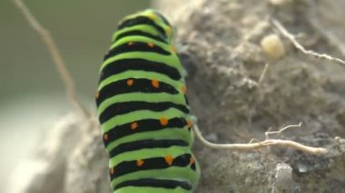 Böcek 4k yakın çekim. Papilio polyxenes asterius, Doğu siyah swallowtail - tırtıl. Stoll makro