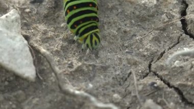 Böcek 4k yakın çekim. Papilio polyxenes asterius, Doğu siyah swallowtail - tırtıl. Stoll makro