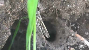 Böcek makro. Çekirge bir örümcek ağı vizon örümcek nest yanındaki sıkışmış