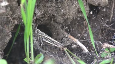 Böcek makro. Çekirge bir örümcek ağı vizon örümcek nest yanındaki sıkışmış