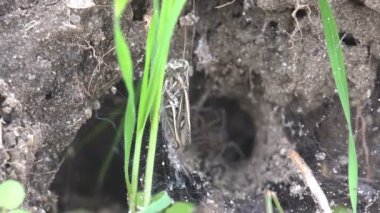 Böcek makro. Örümcek Web onun vizon yakınındaki bir çekirge saldırıları