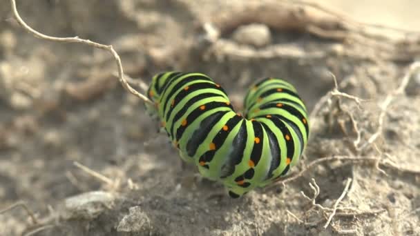 Γκρο Πλαν Έντομο Papilio Polyxenes Asterius Ανατολικό Μαύρο Swallowtail Κάμπια — Αρχείο Βίντεο