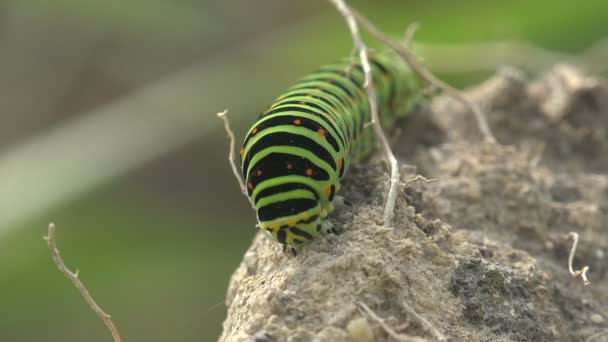 Insecto Primer Plano Papilio Polyxenes Asterius Cola Golondrina Negra Oriental — Vídeos de Stock