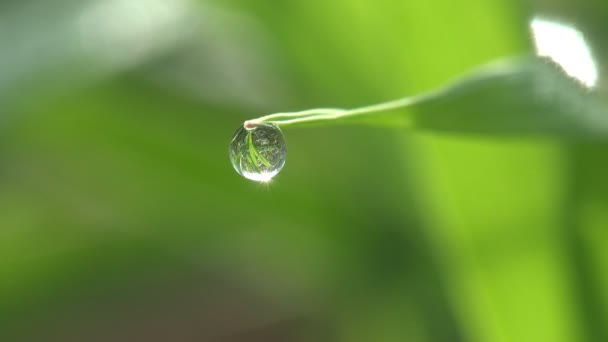 梦幻般的雨滴露水在阳光下闪耀在绿叶的草地上 绿色背景 — 图库视频影像