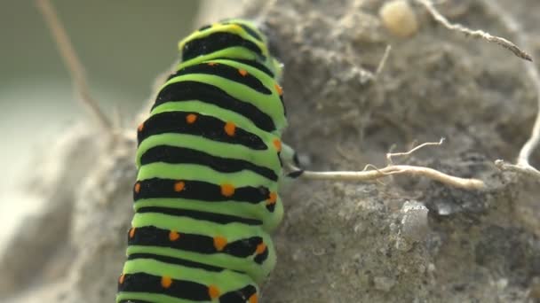 Böcek Yakın Çekim Papilio Polyxenes Asterius Doğu Siyah Swallowtail Tırtıl — Stok video