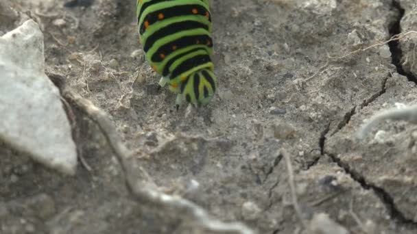 Zbliżenie Owad Papilio Polyxenes Nikomedii Wschodniej Swallowtail Czarny Firmy Caterpillar — Wideo stockowe