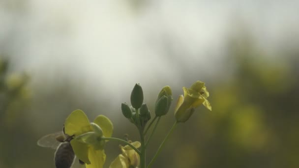 蜜蜂飞了起来 黄色的野花在风中摇曳 在雾中的模糊天空 — 图库视频影像