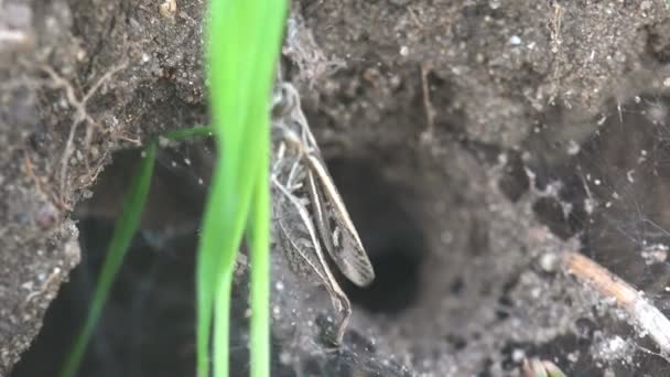 Insect Macro Grasshopper Stuck Spider Web Next Mink Spider Nest — Stock Video