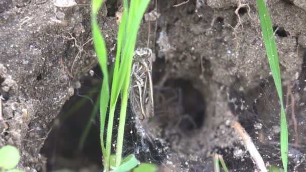 昆虫宏 蜘蛛在水貂附近的网上攻击蝗虫 — 图库视频影像