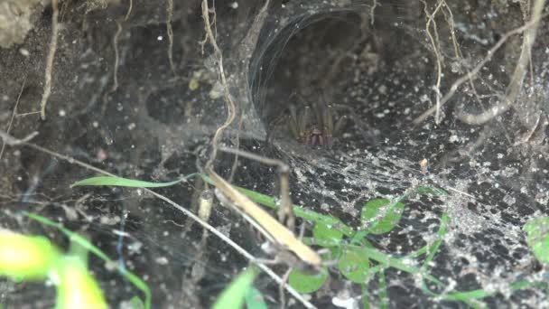 昆虫宏 蝗虫被卡在水貂蜘蛛窝旁边的蜘蛛网里 — 图库视频影像