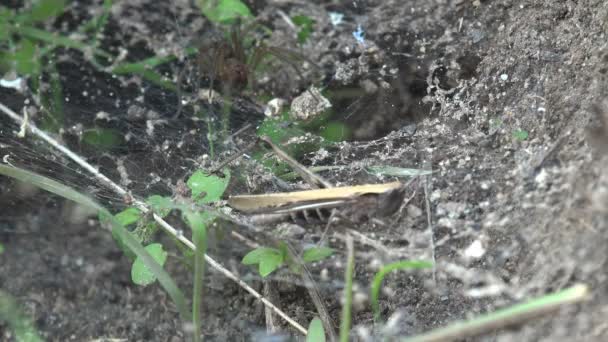 Insect Macro Spider Attacks Grasshopper Web Its Mink — Stock Video