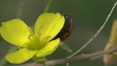 Böcek makro. Uğur böceği sarı bir çiçeğin taçyapraklarını saklanıyor. Rüzgarda sallanan