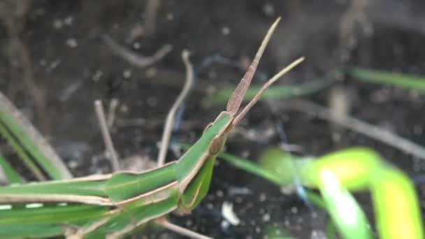 Leptysma Marginicollis Gafanhoto Cattail Gafanhoto Esbelto Gafanhoto Tem Cabeça Muito — Vídeo de Stock