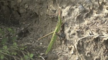 Leptysma marginicollis, kuyrugu kürdan çekirge veya ince çekirge, çekirge var. Çok have sivri kafa ve basık, kılıç şeklinde anten. Yüzeysel çekirge benzer