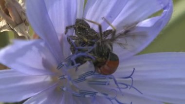 Gri atlama örümcek aile (Salticidae) Pompilid eşek arıları (Ammophila sabulosa, kırmızı bantlı kum yabanarısı) rüzgarda sallanan mavi bir çiçek üzerinde saldırı. Böcek makro 4k