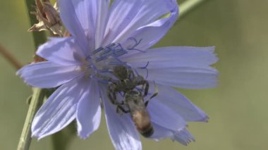 Gri atlama örümcek aile (Salticidae) Pompilid eşek arıları (Ammophila sabulosa, kırmızı bantlı kum yabanarısı) rüzgarda sallanan mavi bir çiçek üzerinde saldırı. Böcek makro 4k