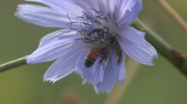 Gri atlama örümcek aile (Salticidae) Pompilid eşek arıları (Ammophila sabulosa, kırmızı bantlı kum yabanarısı) rüzgarda sallanan mavi bir çiçek üzerinde saldırı. Böcek makro 4k