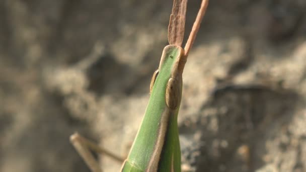 Leptysma Marginicollis ガマつまようじバッタや細長いイナゴ バッタです それは非常にフラット 剣の形をしたアンテナ化された頭を指摘しました それはバッタを表面的に似ています — ストック動画