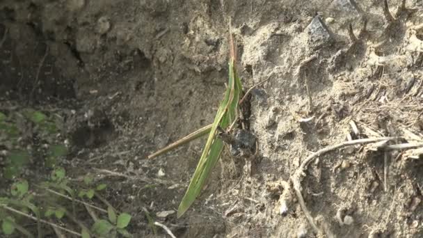 Leptysma Marginicollis Cattail Toothpick Grasshopper Slender Locust Grasshopper Has Very — Stock Video