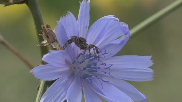 昆虫宏4K 灰色跳跃蜘蛛科 Salticidae 坐在一朵蓝色的花上 等待食物或其他昆虫 — 图库视频影像